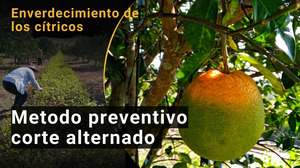 Una naranja casi verde en un árbol.