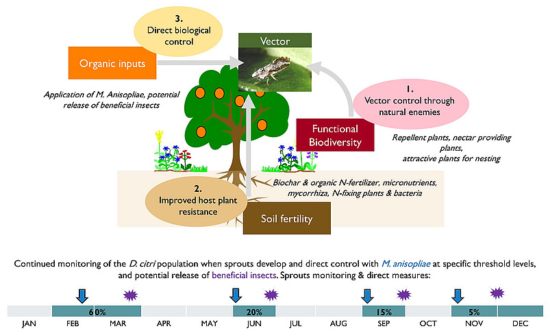 FiBL’s integrated approach to fight HLB in the Mexican context