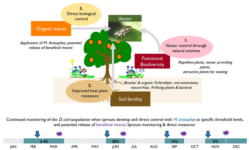 FiBL’s integrated approach to fight HLB in the Mexican context