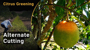 A mostly green orange on a tree