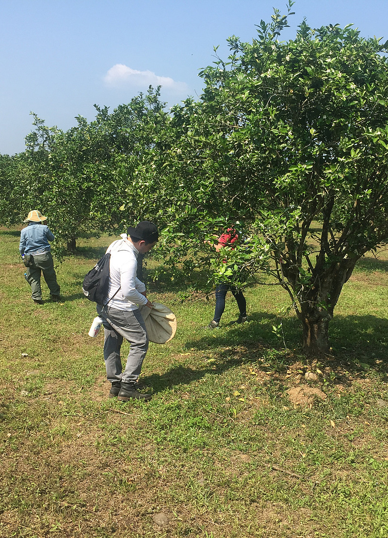 Monitoring of D. citri infestations 