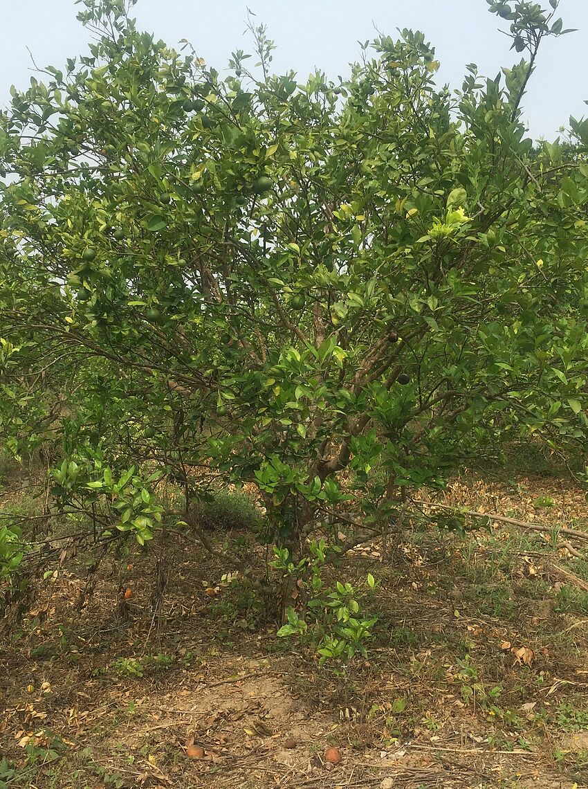 Los árboles infectados por el HLB pierden vigor y empiezan a producir menos frutos