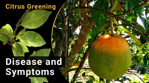 A mostly green orange on a tree