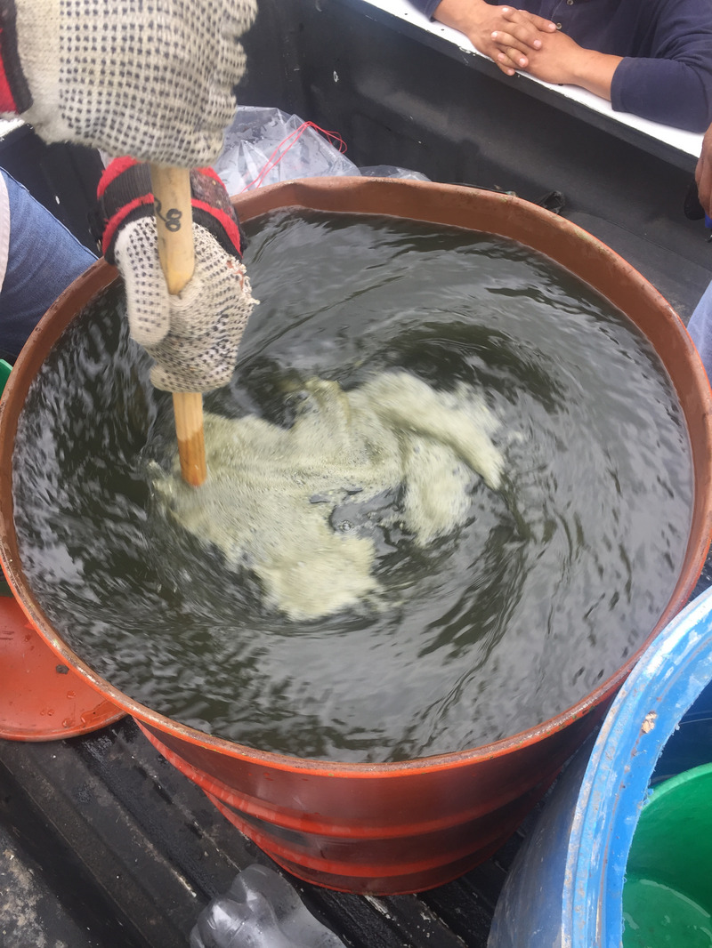 Preparativos para aplicar el hongo Metharizium anisopliae