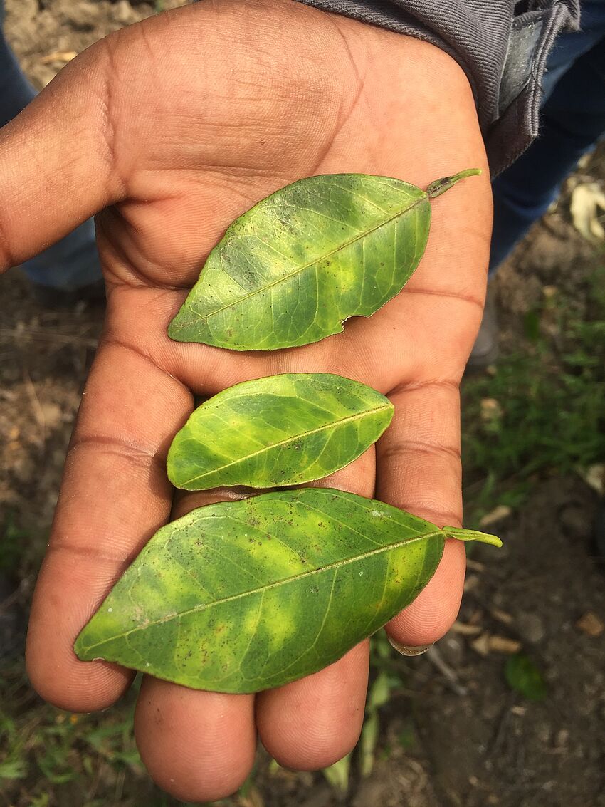 Síntomas típicos del HLB en hojas de naranjo
