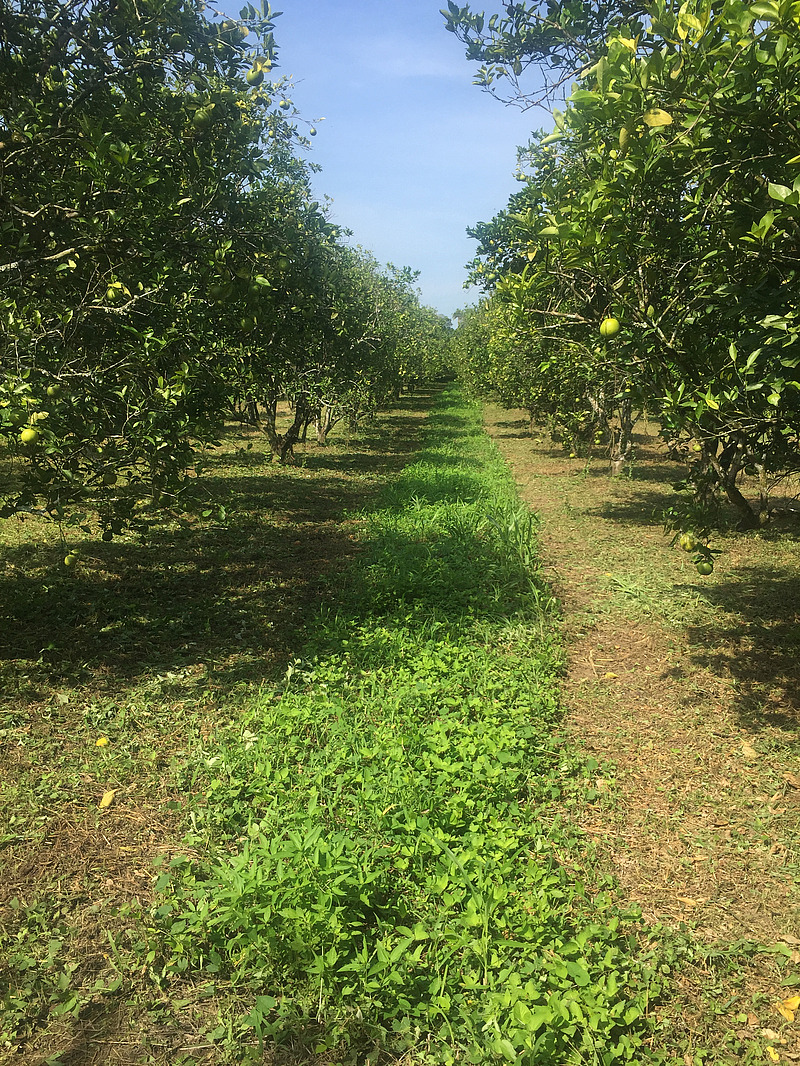 Alternate weed cutting trials 